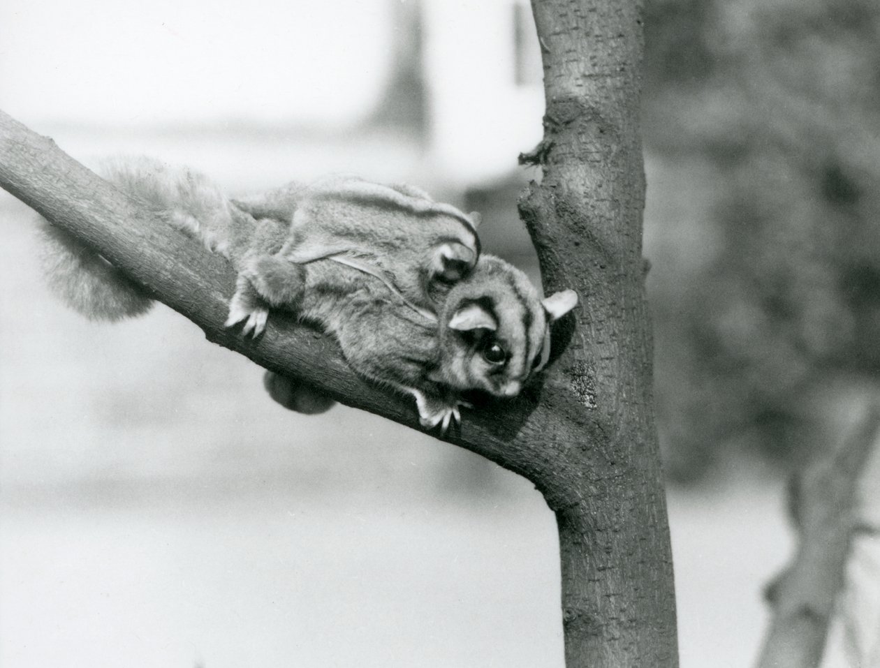 Lotopałanka karłowata na gałęzi z dzieckiem na plecach, londyńskie zoo autorstwa Frederick William Bond