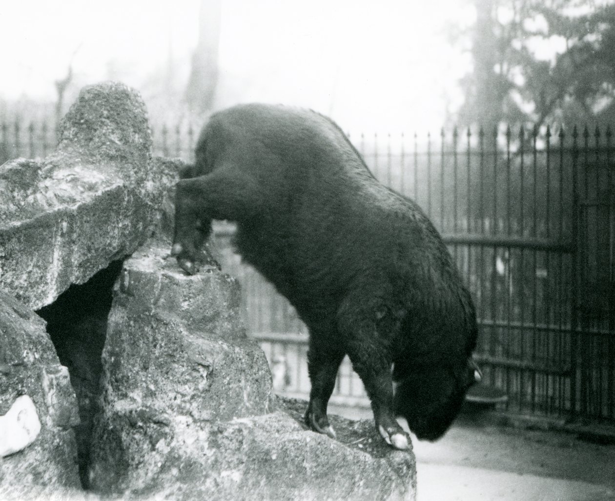 Takin, znany również jako kozica bydlęca lub koza Gnu, schodząc ze skał, londyńskie zoo autorstwa Frederick William Bond