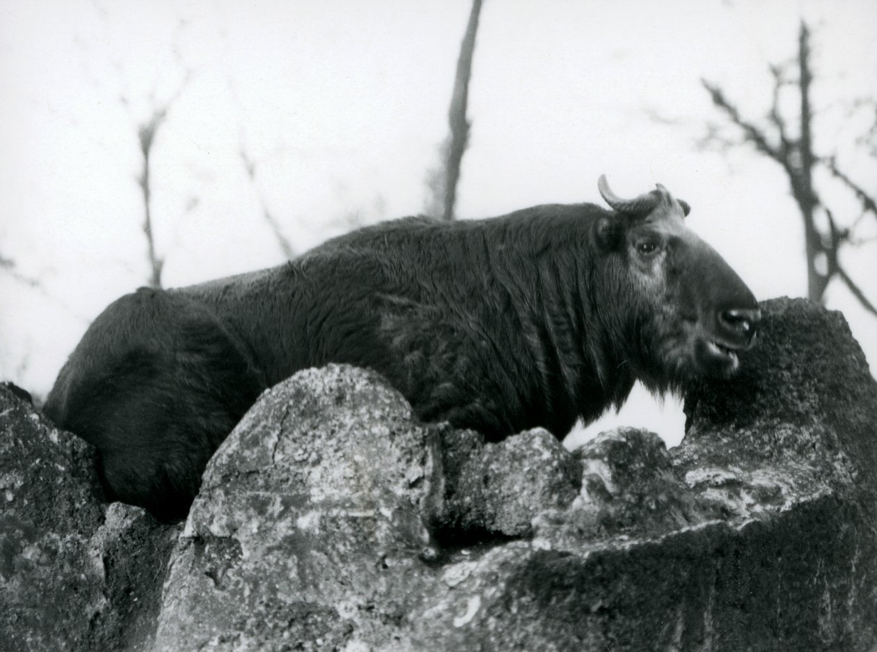 Takin, znany również jako kozica bydlęca lub koza Gnu, odpoczywający na skale, londyńskie zoo, 1925 autorstwa Frederick William Bond