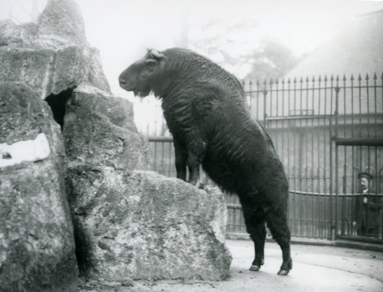 Takin, znany również jako kozica bydlęca lub koza Gnu, stojący prosto z przednimi nogami opartymi na skale, londyńskie zoo autorstwa Frederick William Bond