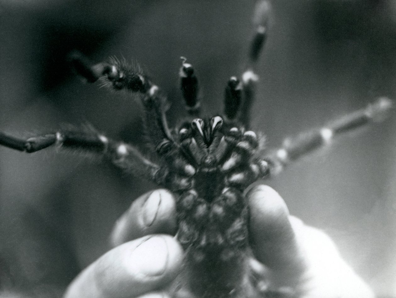 Tarantula trzymana w górze, aby pokazać kły od dołu, londyńskie zoo, październik 1925 r. autorstwa Frederick William Bond