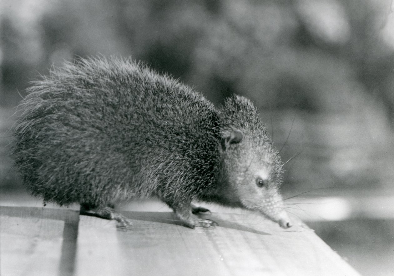 Tenrec w londyńskim zoo w 1929 roku (zdjęcie czarno-białe) autorstwa Frederick William Bond
