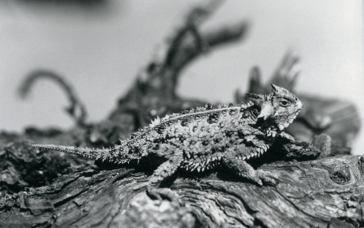 Texas Horned Lizard/Horntoad/Horned Toad/Horny Toad odpoczywający na kłodzie w londyńskim zoo we wrześniu 1928 r. (zdjęcie czarno-białe) autorstwa Frederick William Bond