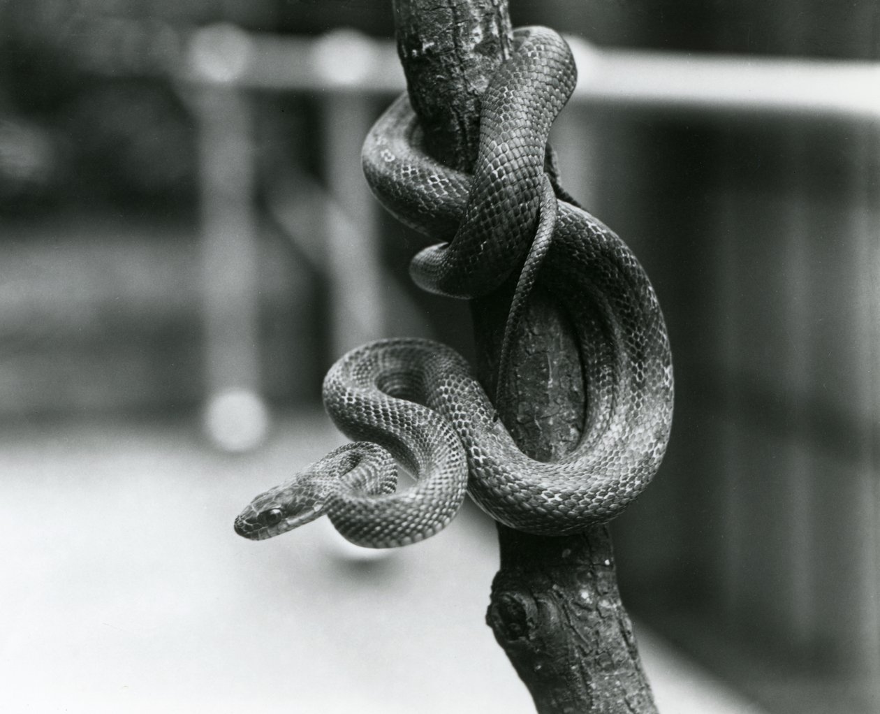 Texas Rat Snake zwinięty wokół prawie pionowej gałęzi w londyńskim zoo w sierpniu 1928 r. (zdjęcie czarno-białe) autorstwa Frederick William Bond
