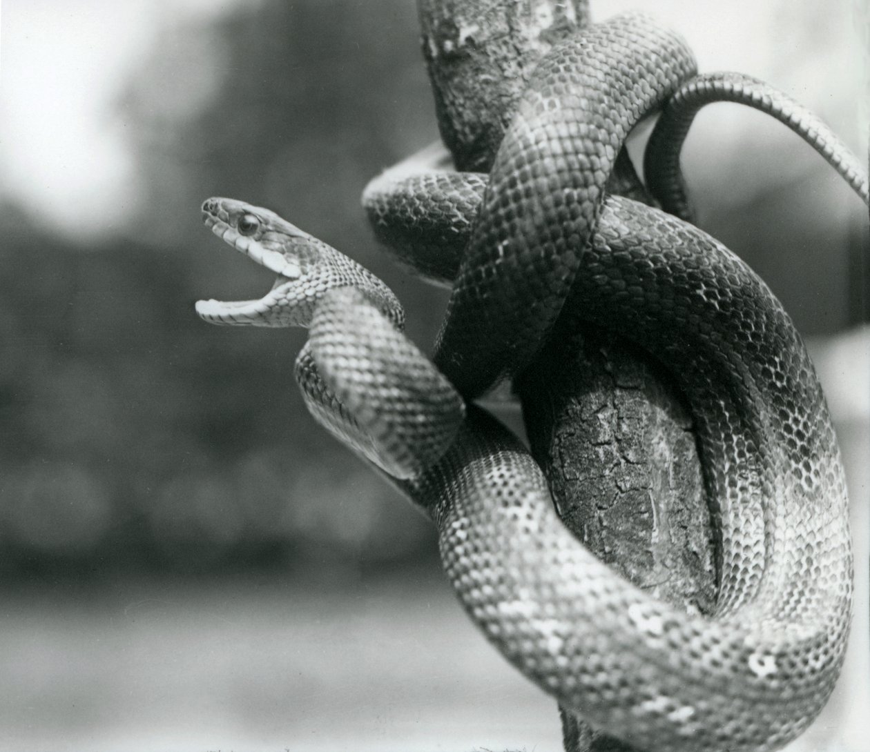 Texas Rat Snake rozdziawiony, zwinięty wokół prawie pionowej gałęzi, londyńskie zoo, sierpień 1928 (zdjęcie czarno-białe) autorstwa Frederick William Bond