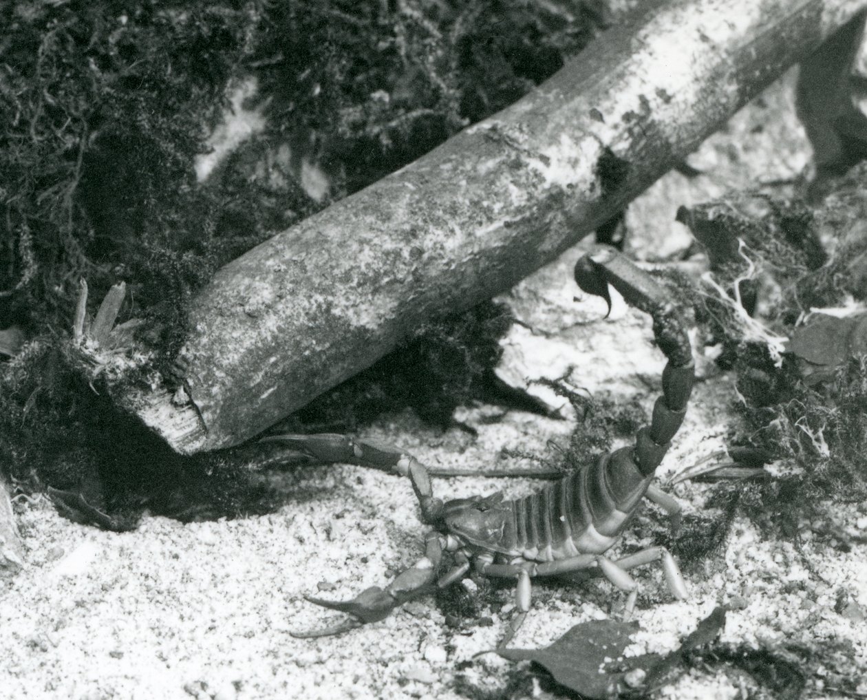 Skorpion teksański w londyńskim zoo w 1928 r. (zdjęcie czarno-białe) autorstwa Frederick William Bond