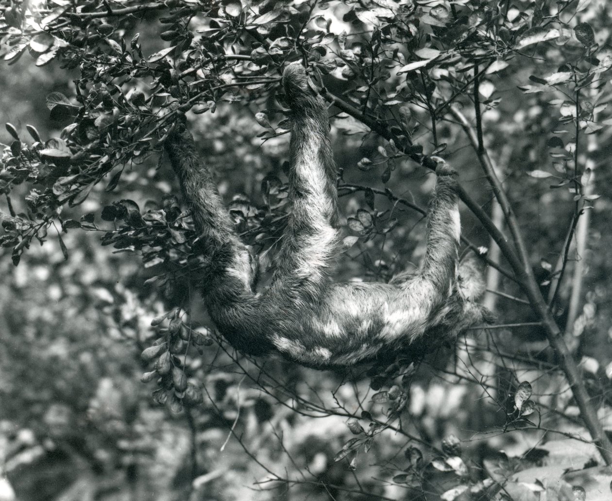 Leniwiec trójpalczasty zwisający z liściastej gałęzi w londyńskim zoo. Sierpień 1920. autorstwa Frederick William Bond