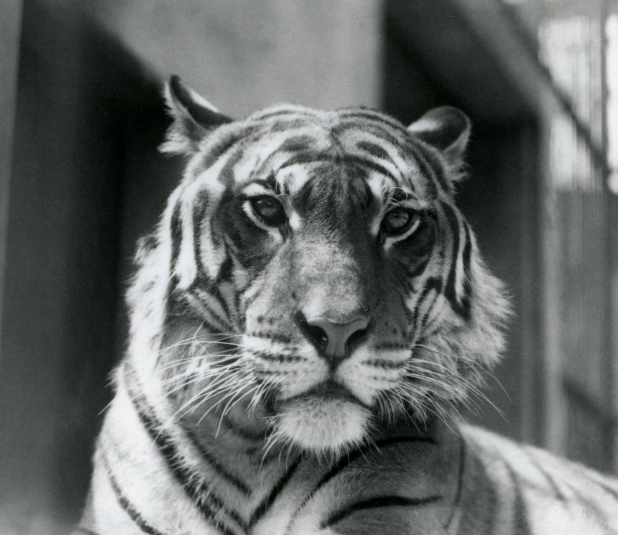 Tygrys w londyńskim zoo w lipcu 1924 r. autorstwa Frederick William Bond