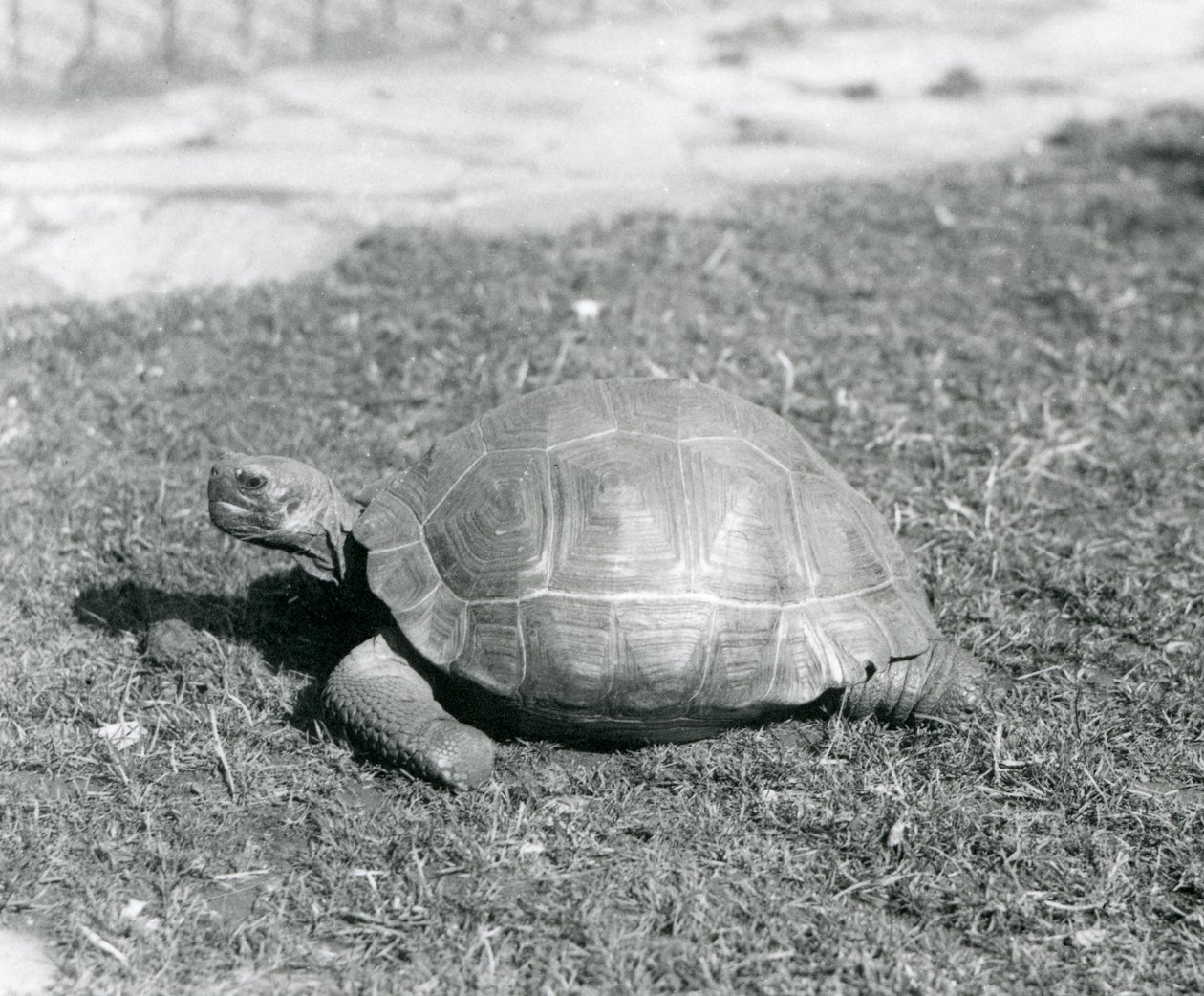 Żółw stojący na trawie w londyńskim zoo w 1926 roku (zdjęcie czarno-białe) autorstwa Frederick William Bond