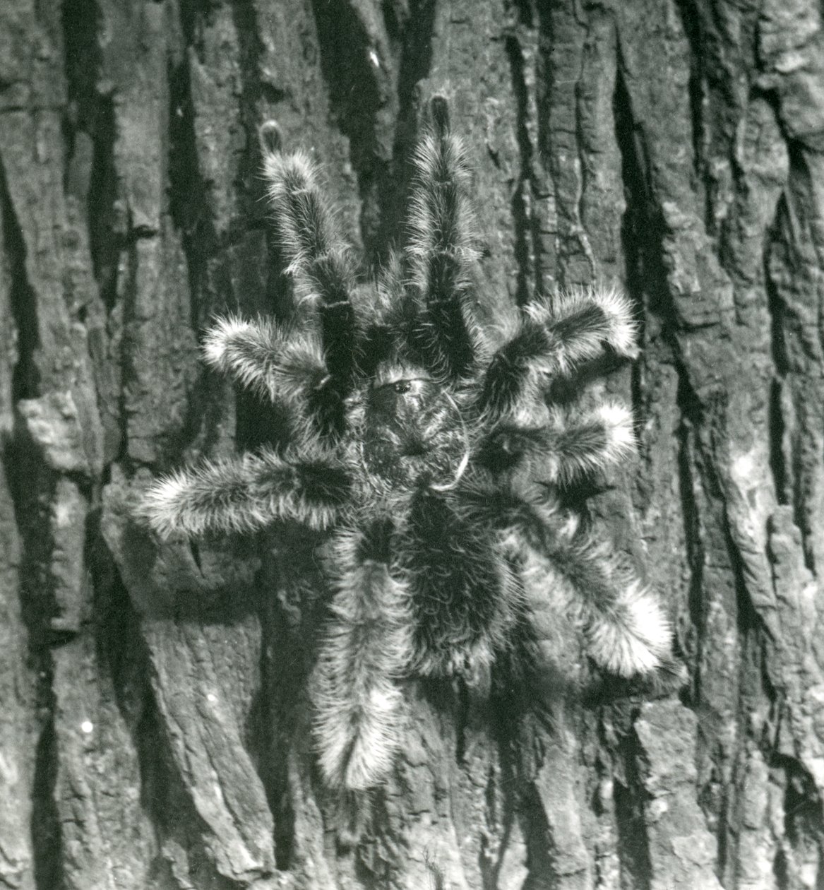 Tarantula Trinidad Chevron na korze pnia drzewa, londyńskie zoo, październik 1926 autorstwa Frederick William Bond