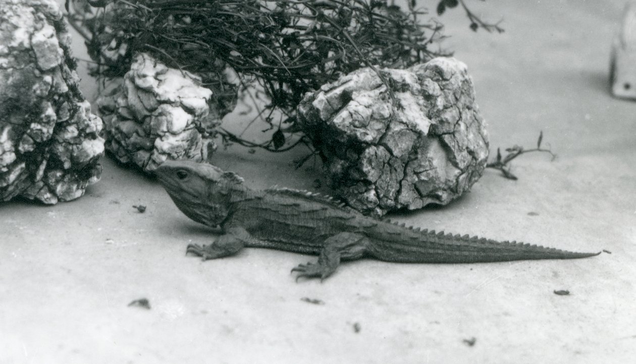 Tuatara w londyńskim zoo w 1927 roku autorstwa Frederick William Bond