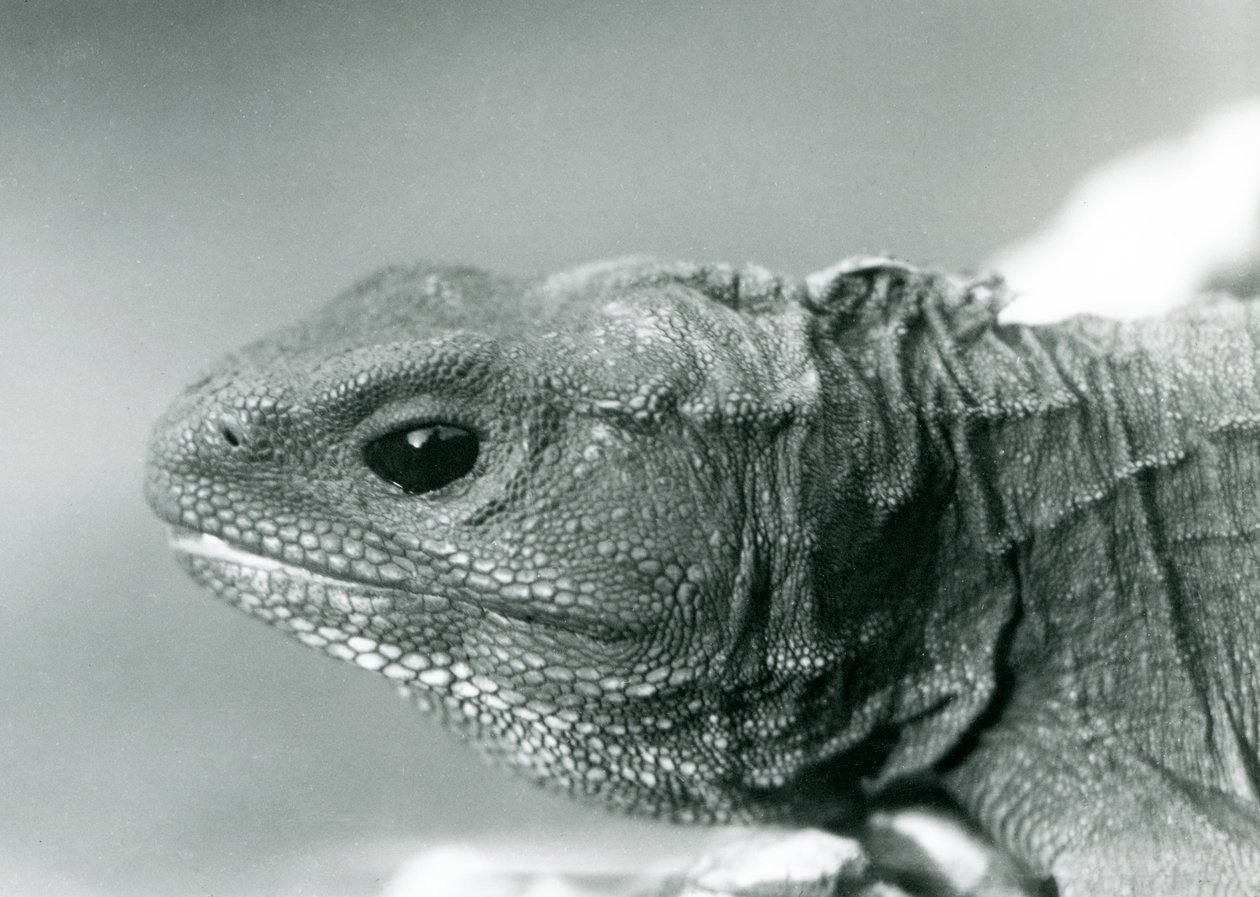 Tuatara w londyńskim zoo w 1928 roku (zdjęcie czarno-białe) autorstwa Frederick William Bond