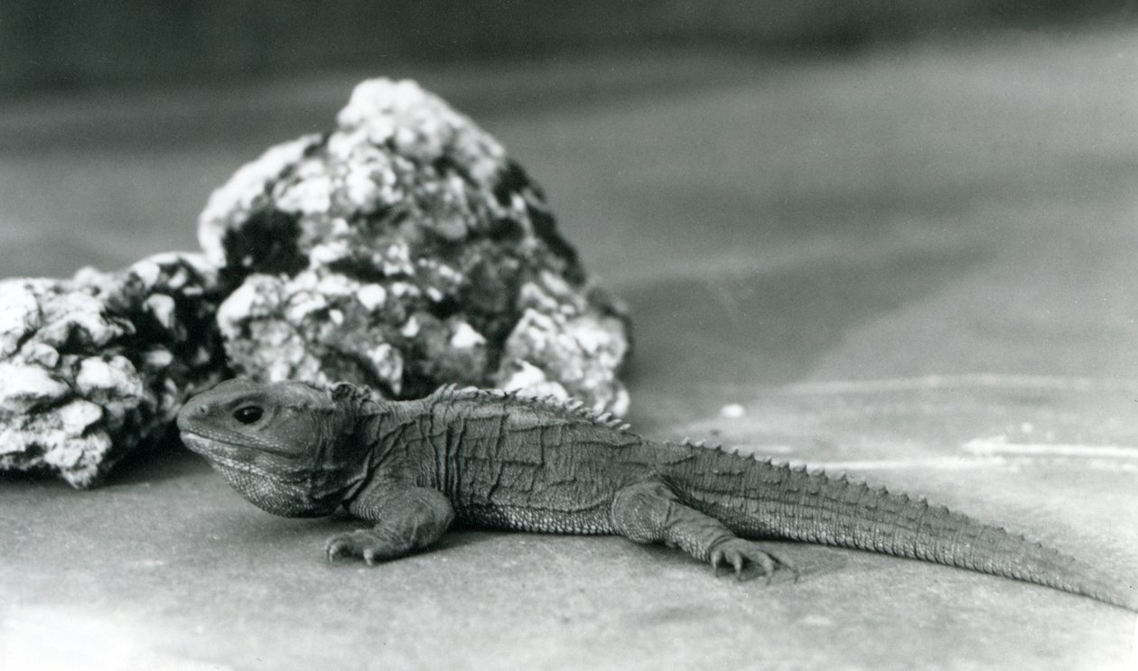 Tuatara, leżący przed skałą, w londyńskim zoo w 1928 roku (zdjęcie czarno-białe) autorstwa Frederick William Bond