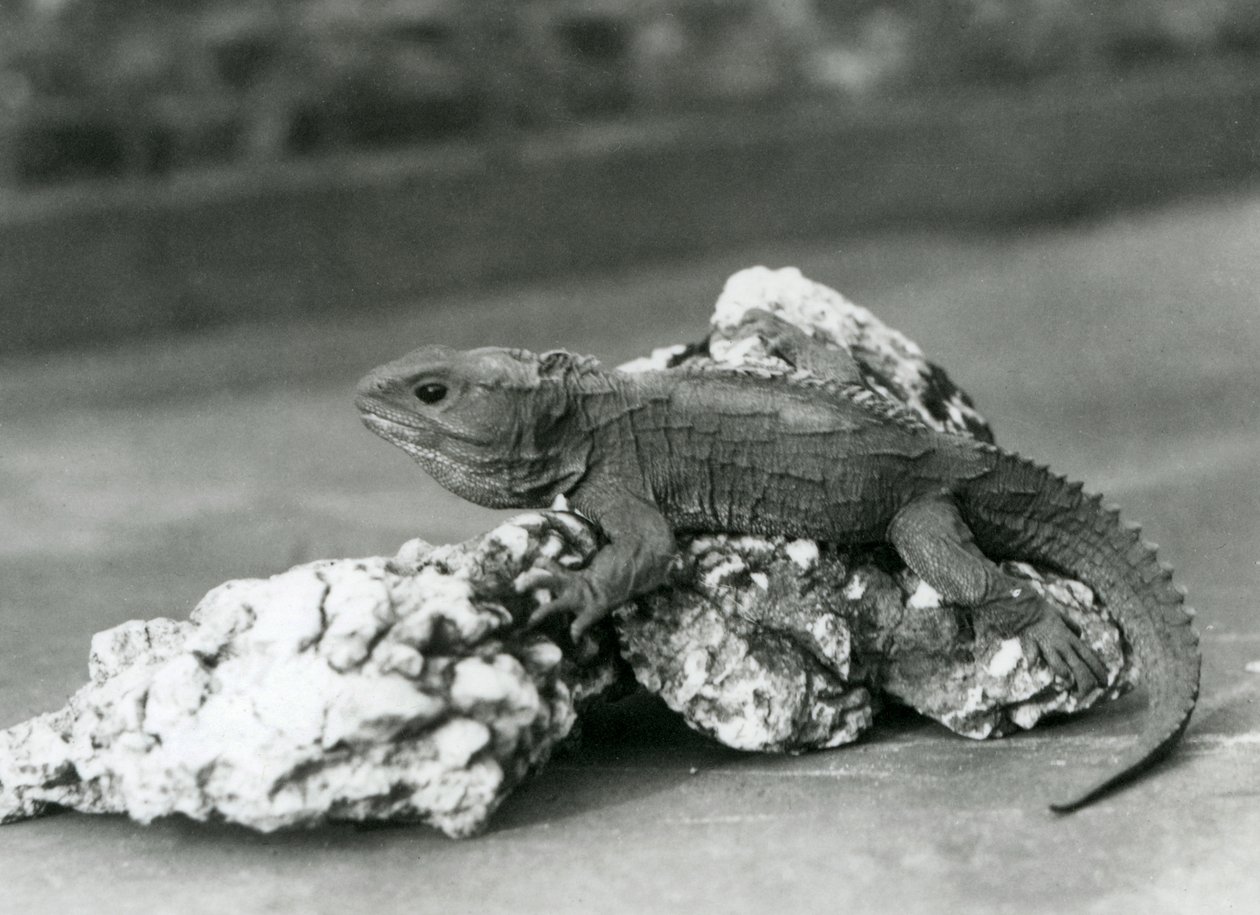Tuatara, leżący na skale, w londyńskim zoo w 1929 roku (zdjęcie czarno-białe) autorstwa Frederick William Bond