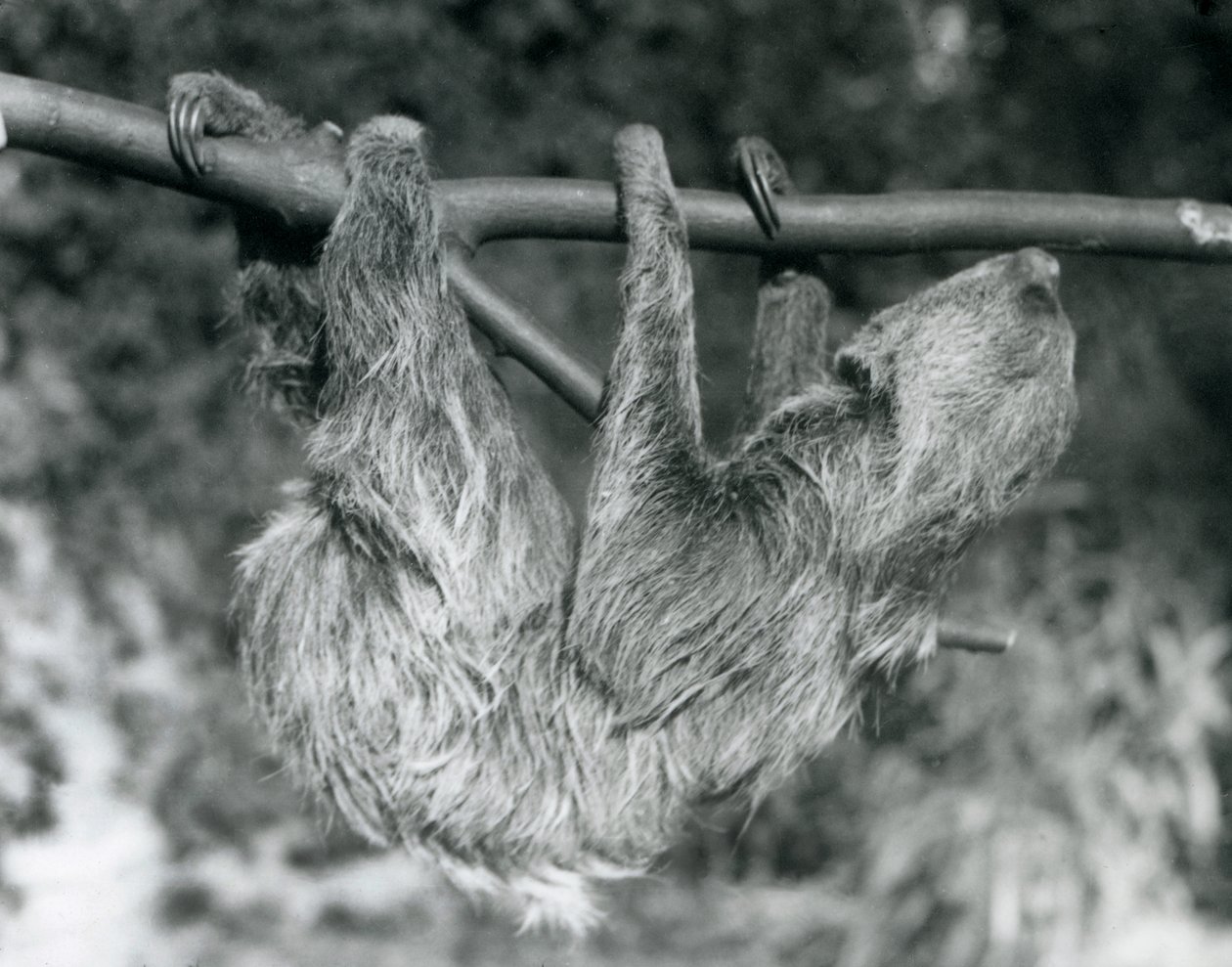 Leniwiec dwupalczasty wiszący na ściętej gałęzi, londyńskie zoo, 1927 r. autorstwa Frederick William Bond