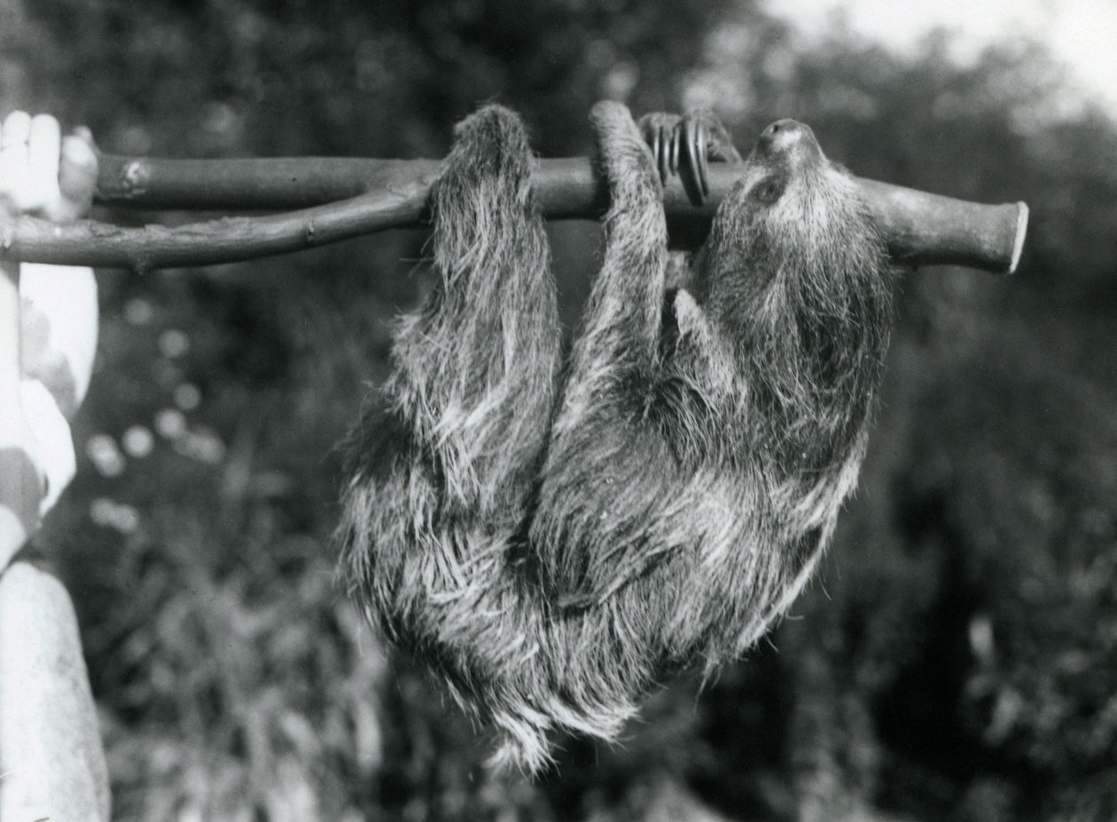 Leniwiec dwupalczasty zwisający z odciętej gałęzi, trzymany przez opiekuna, londyńskie zoo, 1925 r autorstwa Frederick William Bond