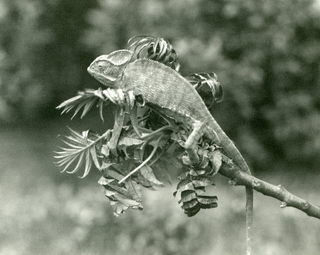 Ukryty lub jemeński kameleon na końcu liściastej gałęzi w londyńskim zoo, czerwiec 1924 autorstwa Frederick William Bond