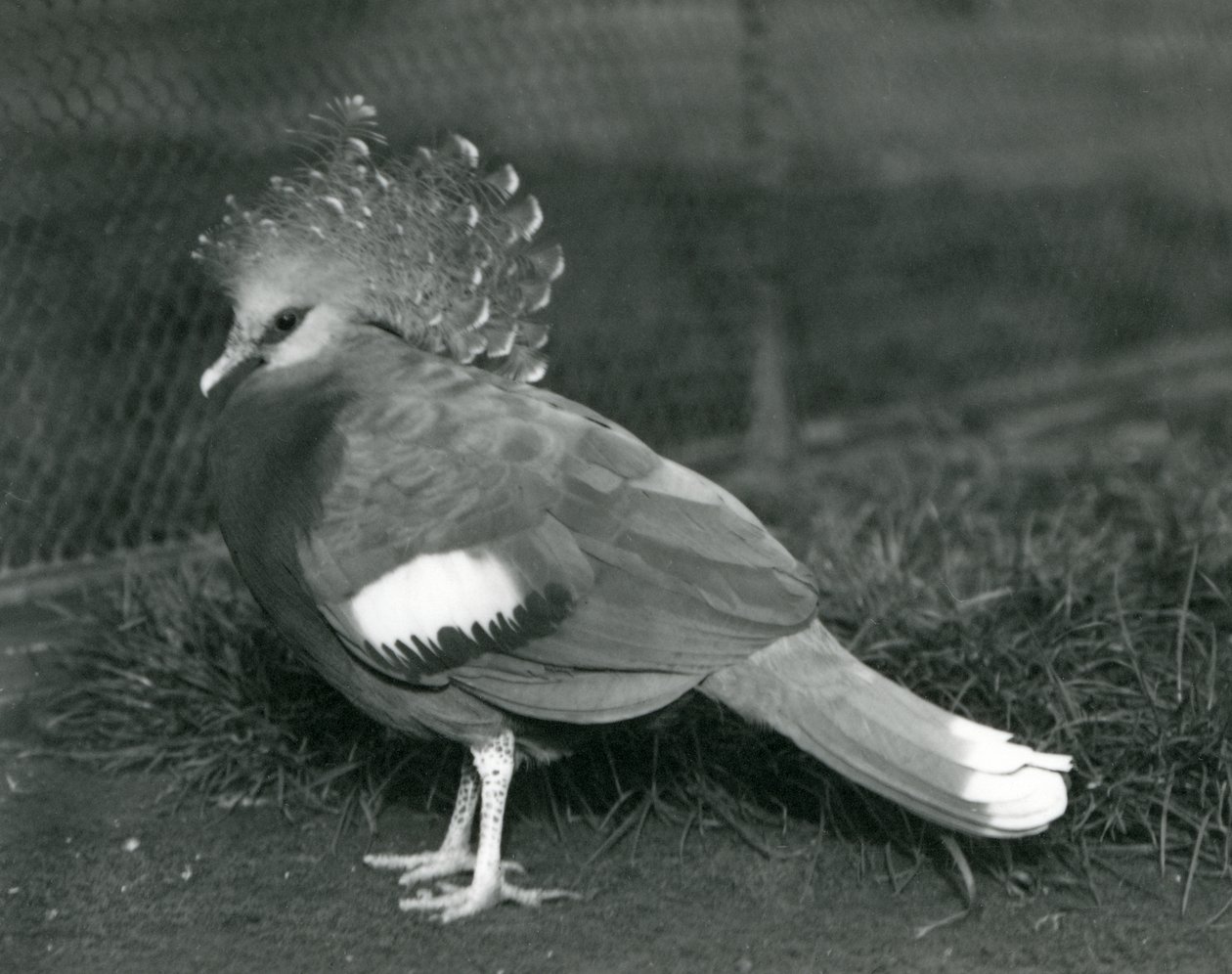 Victoria Crowned Pigeon stojąca na ziemi w londyńskim zoo we wrześniu 1927 r. autorstwa Frederick William Bond