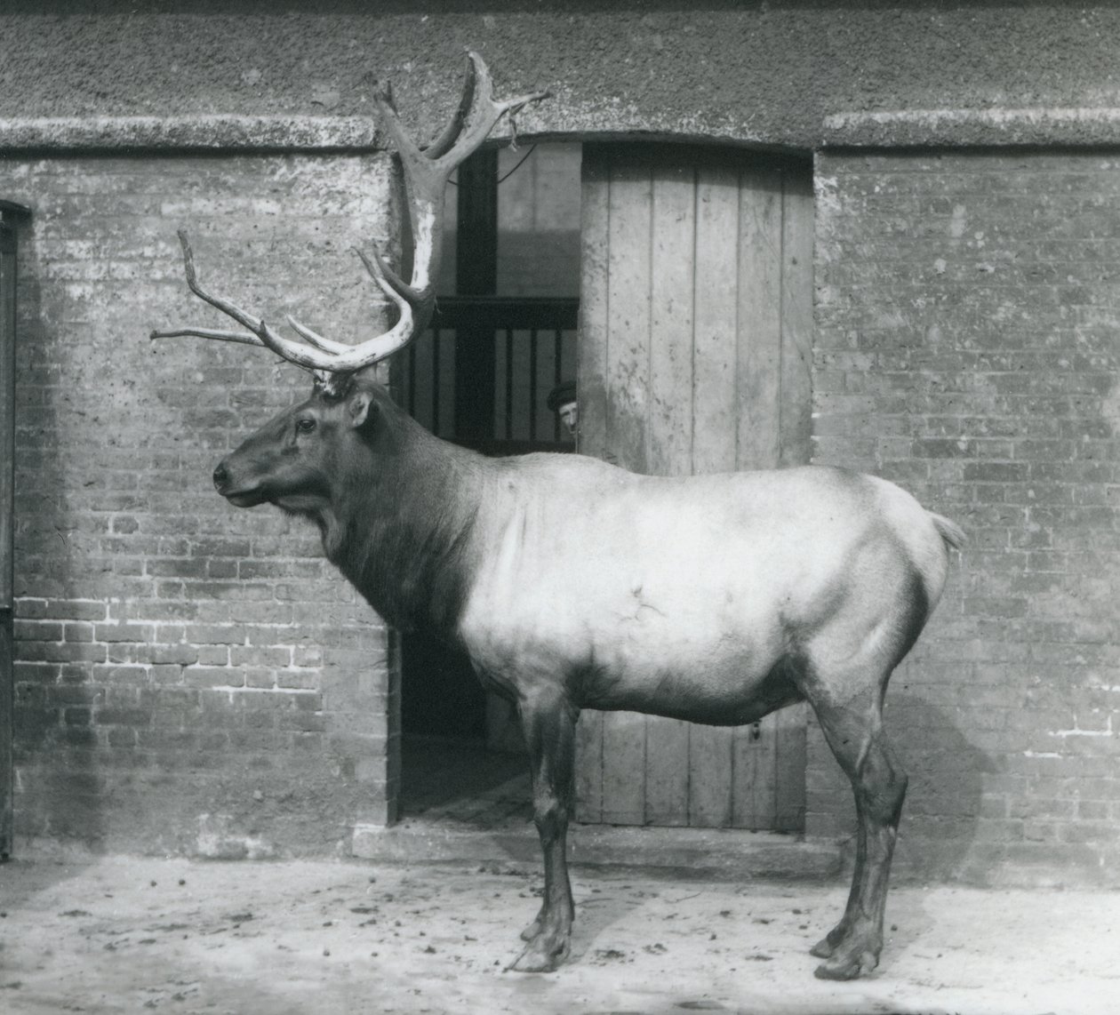Jeleń WapitiElk stojący na swoim wybiegu w londyńskim zoo we wrześniu 1927 r. autorstwa Frederick William Bond