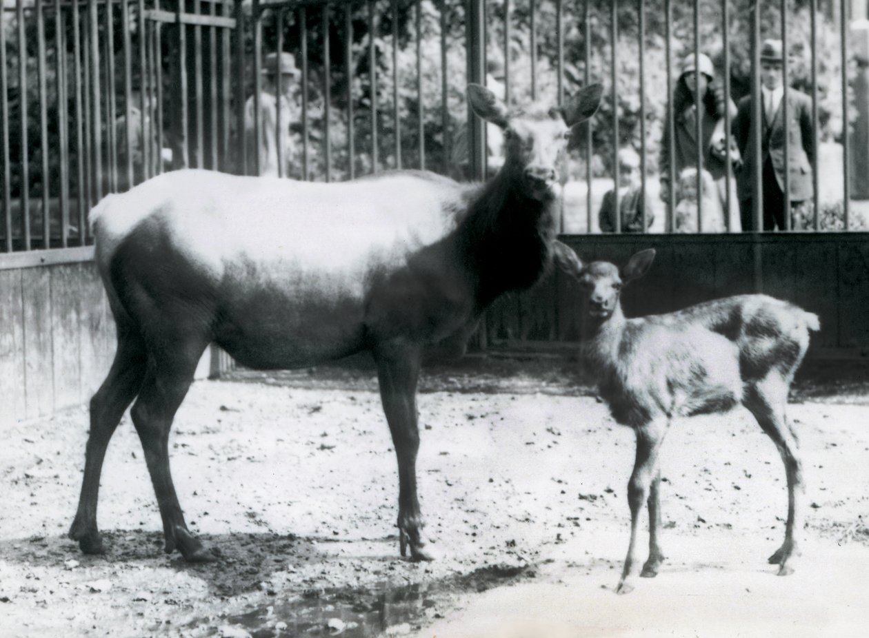 Wapiti/Elk z jelonkiem na wybiegu z gośćmi patrzącymi przez bary, londyńskie zoo autorstwa Frederick William Bond