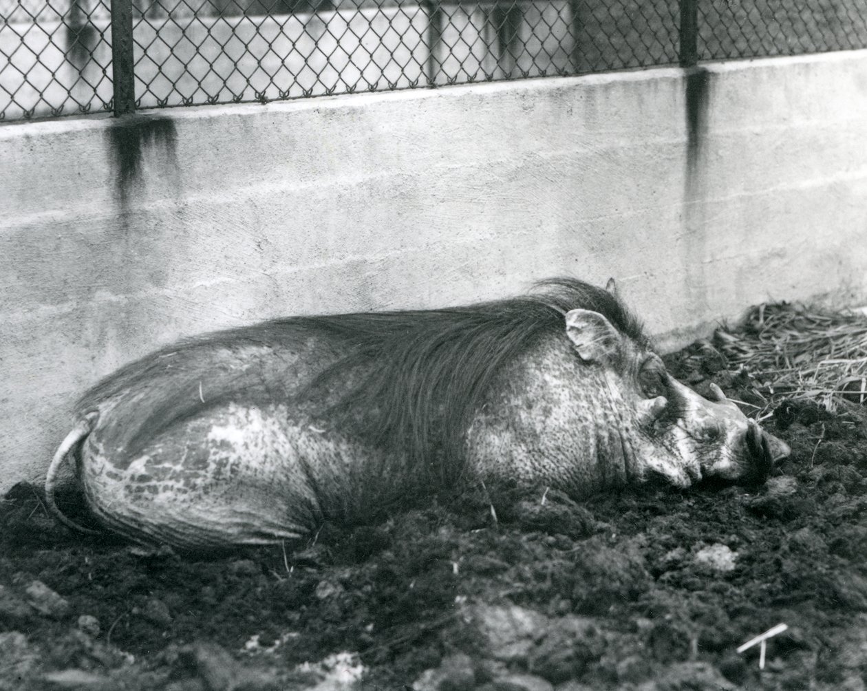 Guziec śpiący w błocie, londyńskie zoo, lipiec 1927 (zdjęcie czarno-białe) autorstwa Frederick William Bond