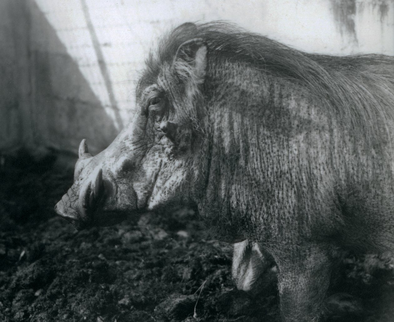 Guziec stojący w błocie, londyńskie zoo, 1927 autorstwa Frederick William Bond