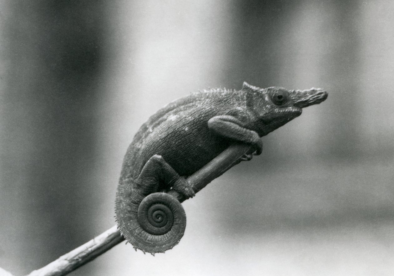 Dwurożny kameleon z Zachodniej Usambary, londyńskie zoo, 1927 autorstwa Frederick William Bond