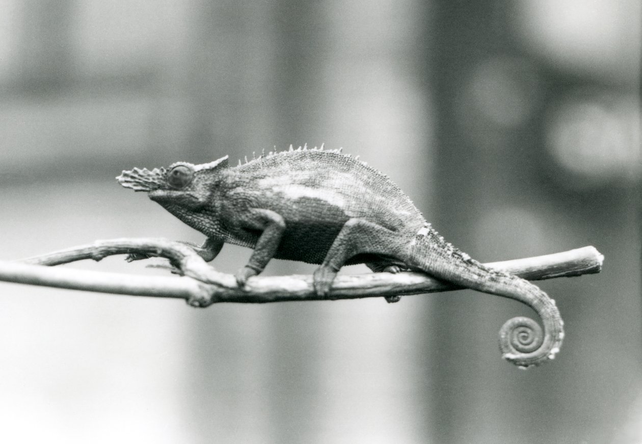 Dwurożny kameleon z Zachodniej Usambary, londyńskie zoo, 1927 autorstwa Frederick William Bond