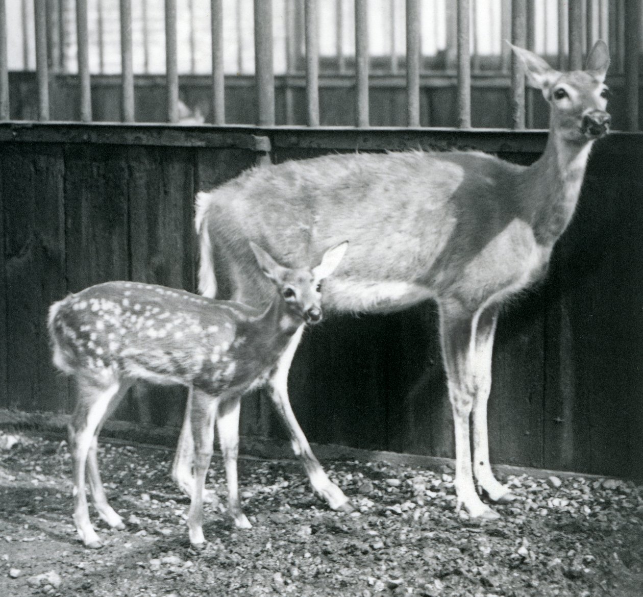 Jeleń dziewiczy z białym ogonem z jelonkiem w londyńskim zoo w sierpniu 1927 r. autorstwa Frederick William Bond