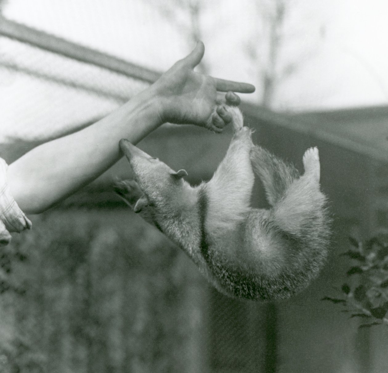 Tamandua z młodym kołnierzem wisi na palcach opiekuna chwytnym ogonem, gdy sięga, by trzymać się ramienia opiekuna, londyńskie zoo, kwiecień 1925 autorstwa Frederick William Bond