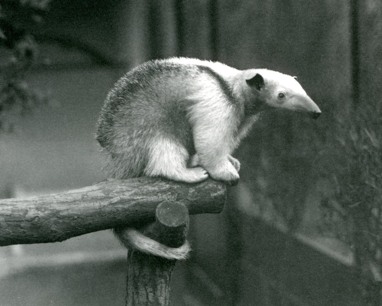 Młody Tamandua z kołnierzykiem siedzący na końcu gałęzi trzymający się chwytnym ogonem, Londyńskie Zoo, 24 kwietnia 1925 autorstwa Frederick William Bond