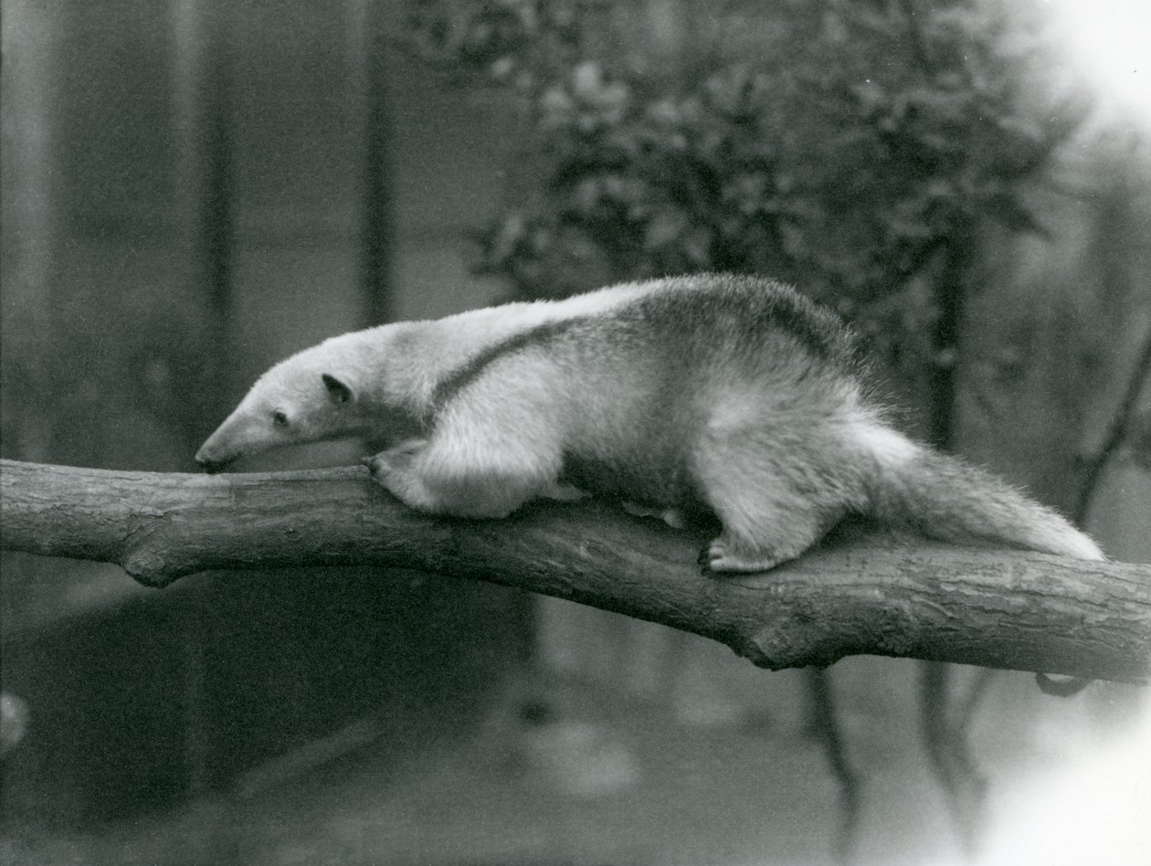 Młody Tamandua z kołnierzykiem spacerujący po gałęzi w londyńskim zoo, 24 kwietnia 1925 r autorstwa Frederick William Bond
