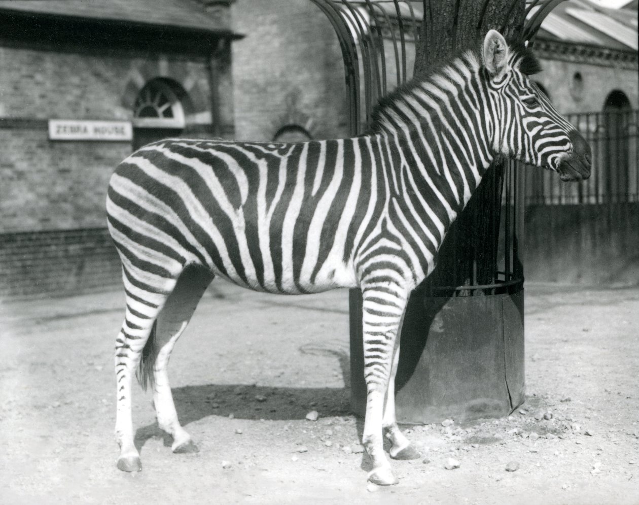 Zebra stoi na padoku przed Zebra House w londyńskim zoo w 1925 roku (zdjęcie czarno-białe) autorstwa Frederick William Bond