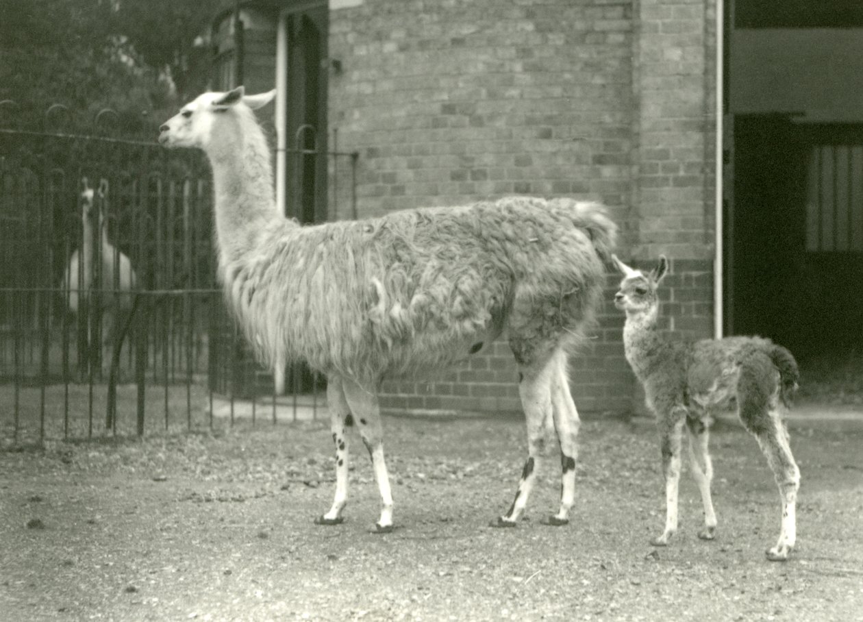Mała lama lub Cria z matką w londyńskim zoo, 1927 autorstwa Frederick William Bond