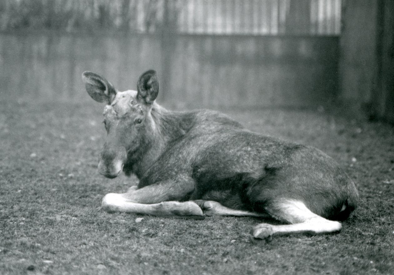 Byk ElkMoose, pokazujący blizny po niedawno zrzuconych rogach, leżący w londyńskim zoo, styczeń 1926 autorstwa Frederick William Bond