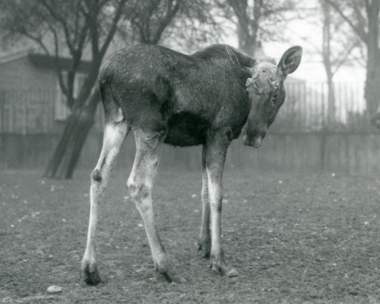 Byk Łoś Łoś z ranami niedawno zrzuconych poroży, stojący w londyńskim zoo, styczeń 1926 r. autorstwa Frederick William Bond