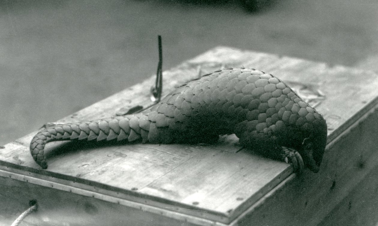 Krytycznie zagrożony łuskowiec chiński spoglądający w dół przez krawędź drewnianej skrzyni, na której siedzi, londyńskie zoo, lipiec 1925 autorstwa Frederick William Bond
