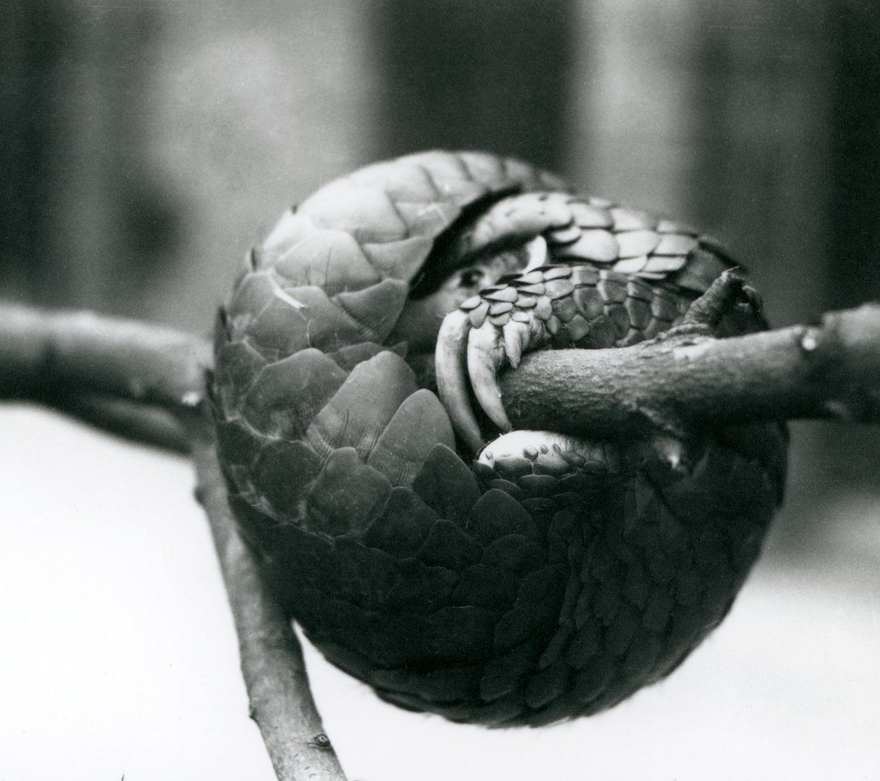 Krytycznie zagrożony chiński łuskowiec odpoczywający, zwinięty wokół poziomej gałęzi, londyńskie zoo, przed 1930 r autorstwa Frederick William Bond