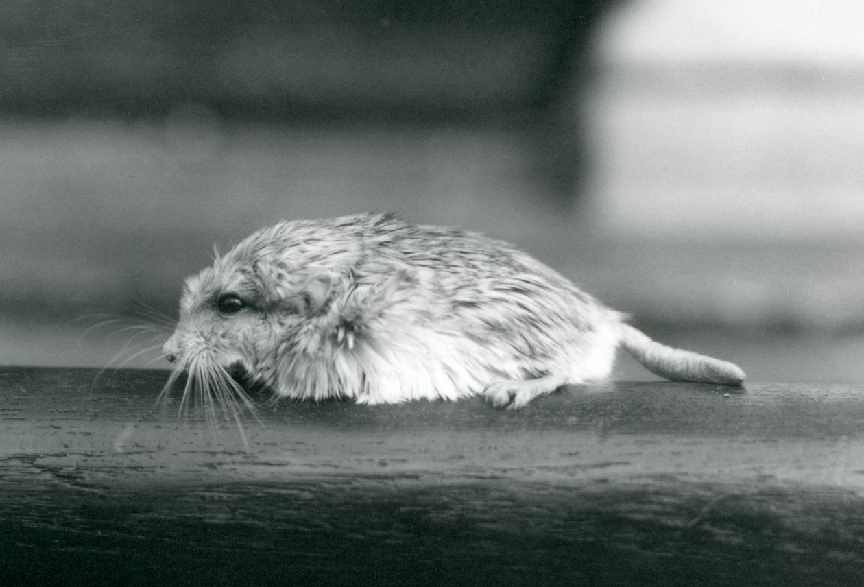Myszoskoczek gruboogoniasty / duprasi, londyńskie zoo, lipiec 1925 (zdjęcie czarno-białe) autorstwa Frederick William Bond