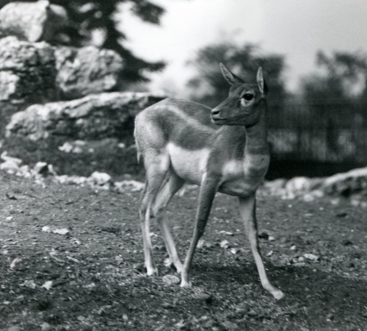 Samica Blackbuck w londyńskim zoo w 1924 autorstwa Frederick William Bond