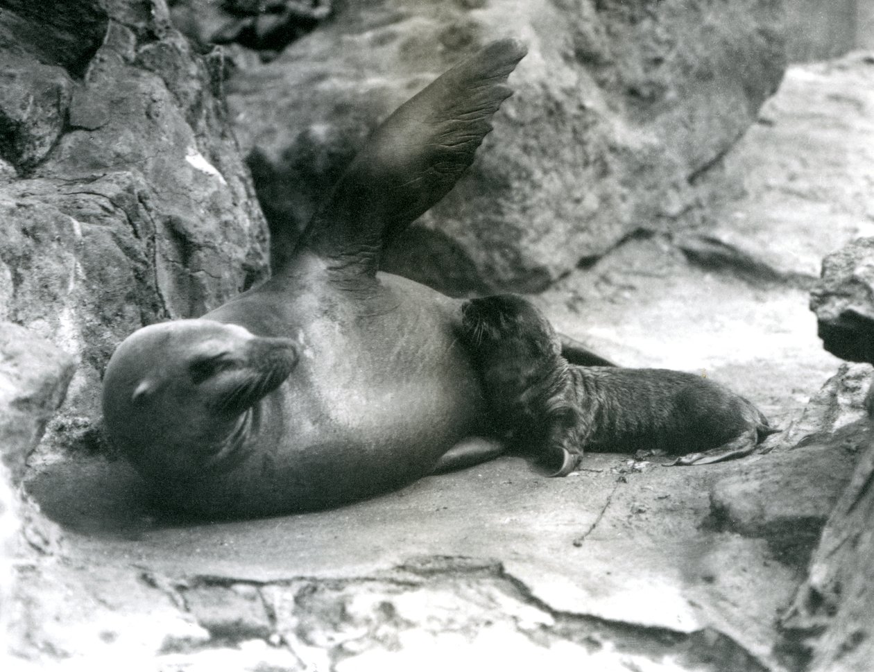 Samica lwa morskiego kalifornijskiego leżąca na skalistym tarasie podczas karmienia swojego szczeniaka, londyńskie zoo, lipiec 1925 autorstwa Frederick William Bond