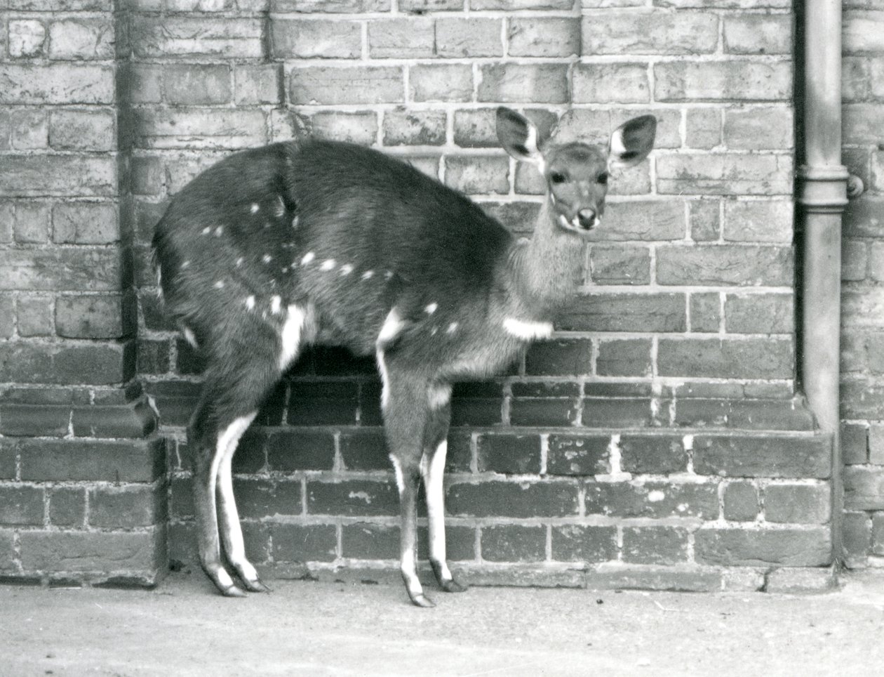 Samica Cape BushbuckImbabala stojąca pod ścianą w londyńskim zoo w październiku 1927 roku. autorstwa Frederick William Bond