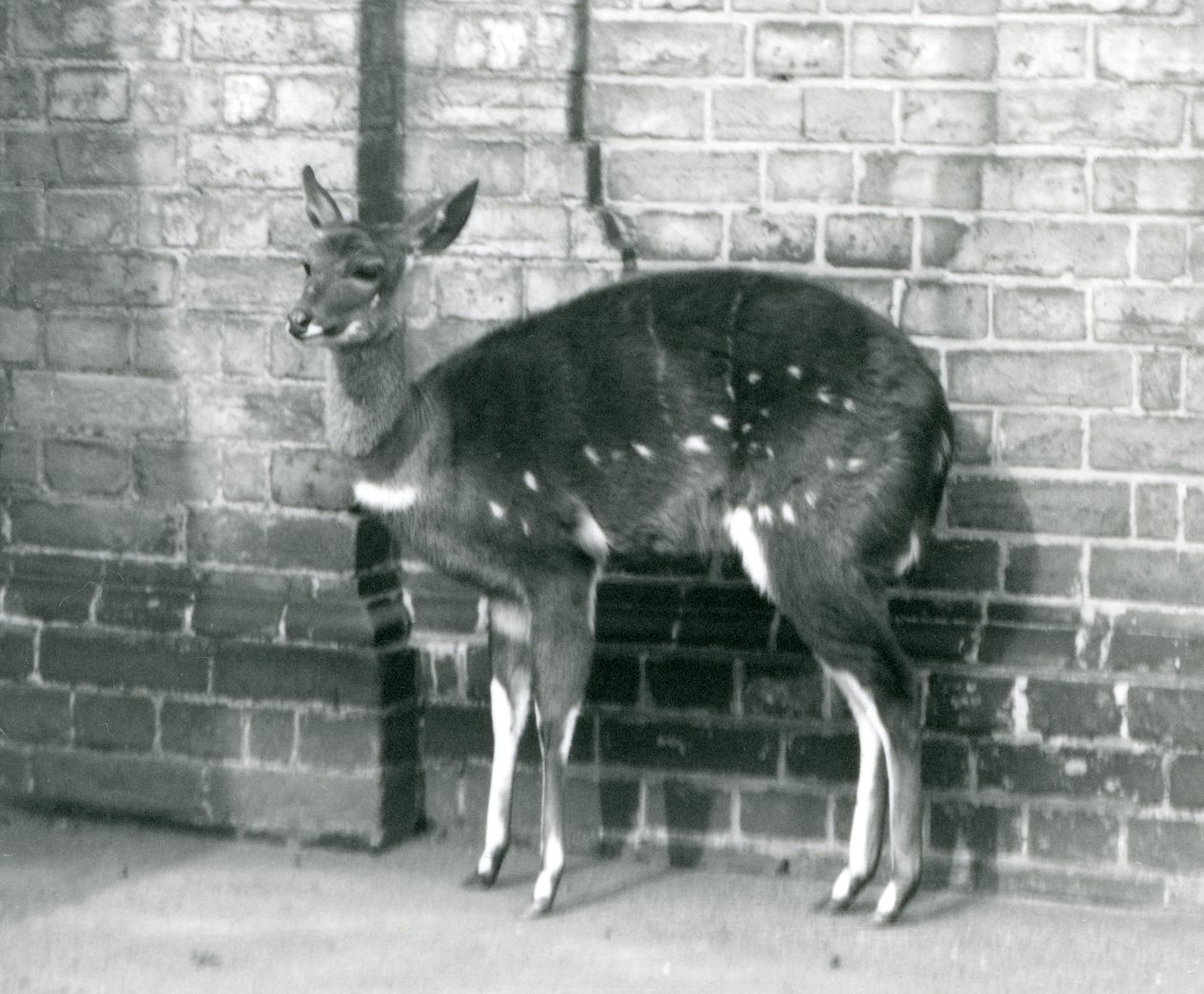 Samica ImbabalaCape Bushbuck stojąca pod ścianą w londyńskim zoo, 6 października 1927 r. autorstwa Frederick William Bond