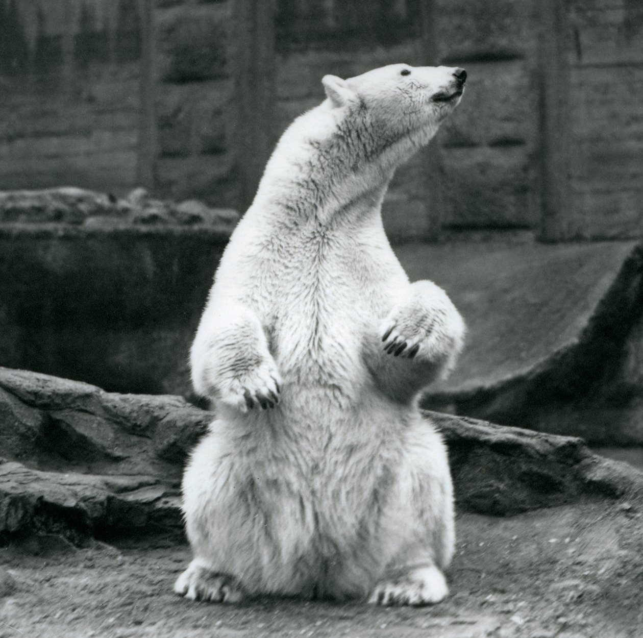 Samica niedźwiedzia polarnego siedząca na zadzie na tarasach Mappin w londyńskim zoo we wrześniu 1928 r. autorstwa Frederick William Bond