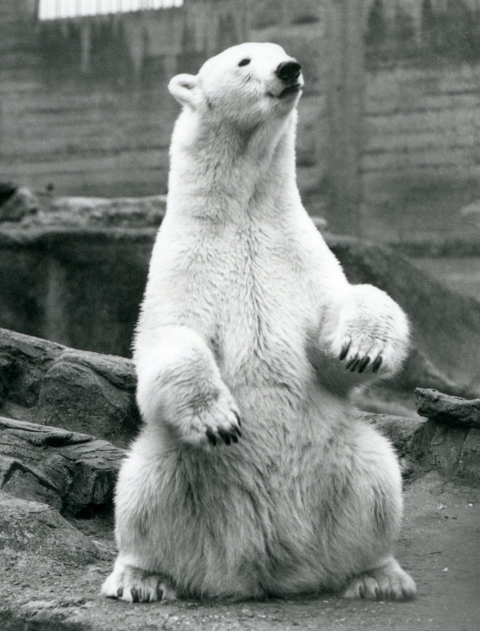 Samica niedźwiedzia polarnego siedząca na zadzie na tarasach Mappin w londyńskim zoo we wrześniu 1928 r. autorstwa Frederick William Bond