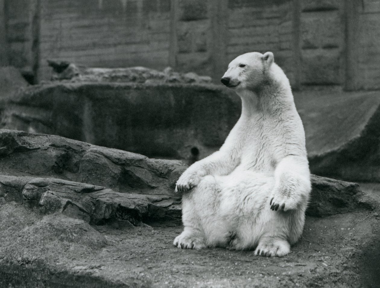 Samica niedźwiedzia polarnego siedząca na zadzie na tarasach Mappin w londyńskim zoo we wrześniu 1928 r. autorstwa Frederick William Bond