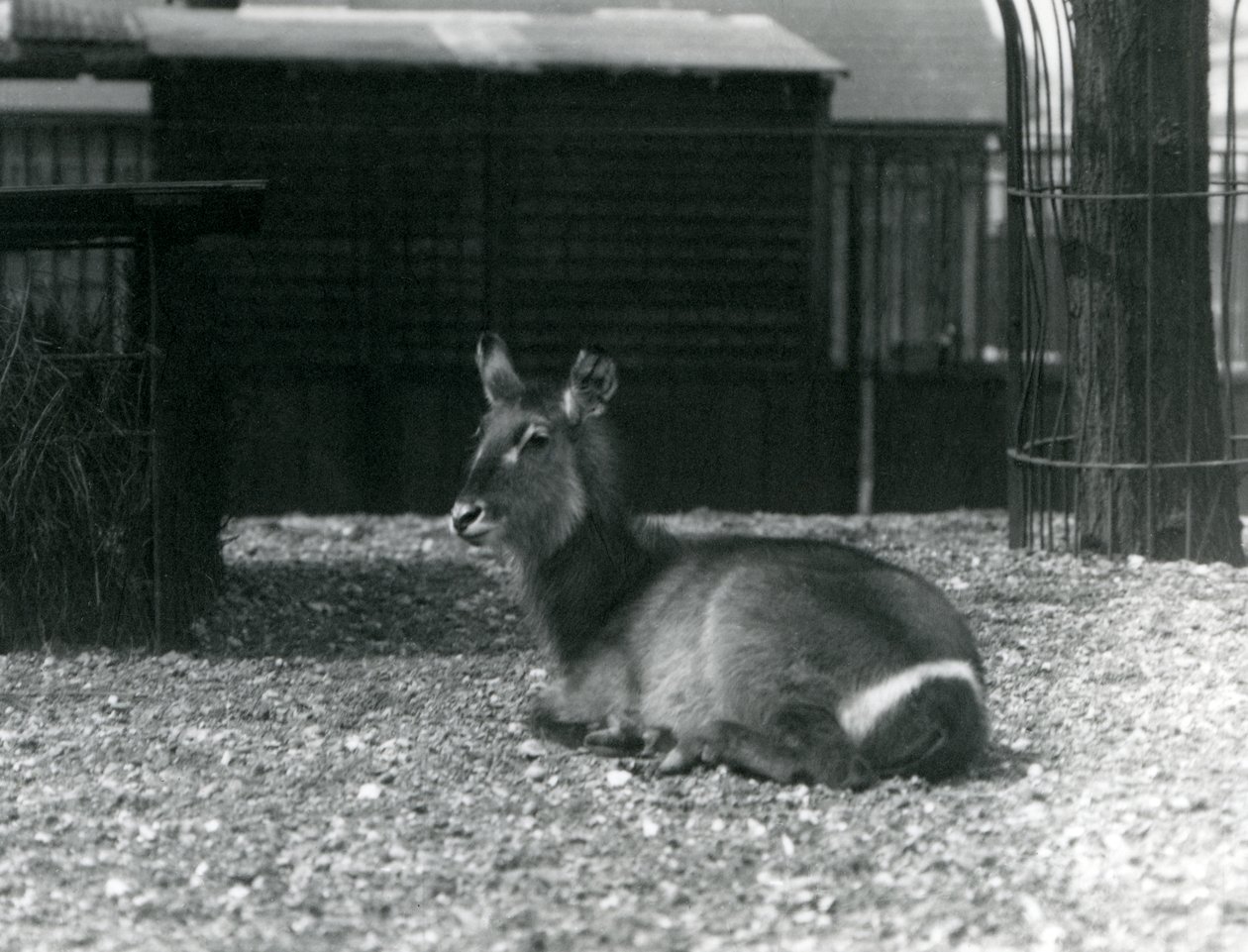 Samica Kobus ellipsiprymnus, siedząca w swoim wybiegu w londyńskim zoo, czerwiec 1924 autorstwa Frederick William Bond