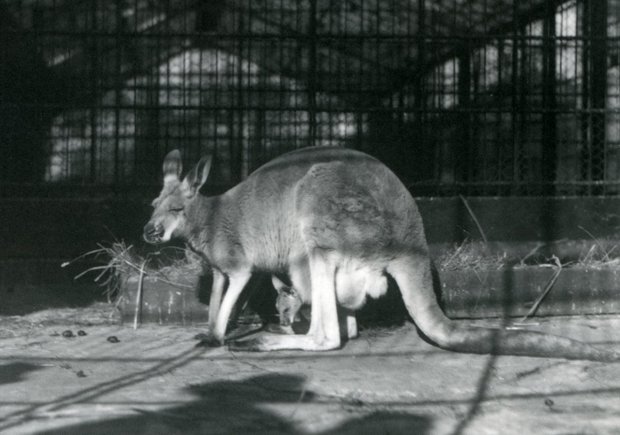 Samica łania lotnika Jill Red Kangur ze swoim młodym lub Joey w jej woreczku, Londyńskie Zoo, 1922 autorstwa Frederick William Bond
