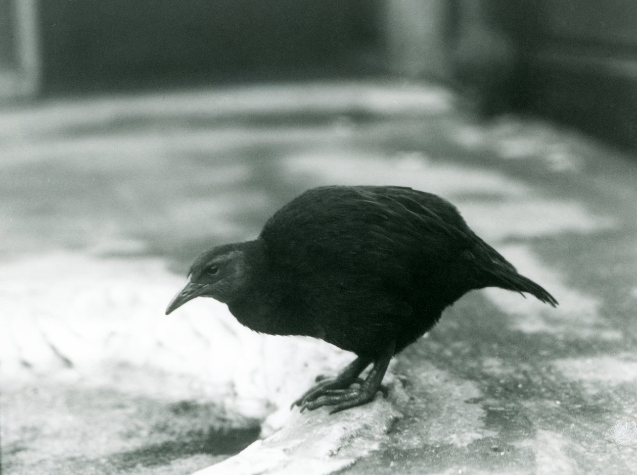 Nielotna kura WekaMaoryskaDrewno w londyńskim zoo w 1927 r. autorstwa Frederick William Bond