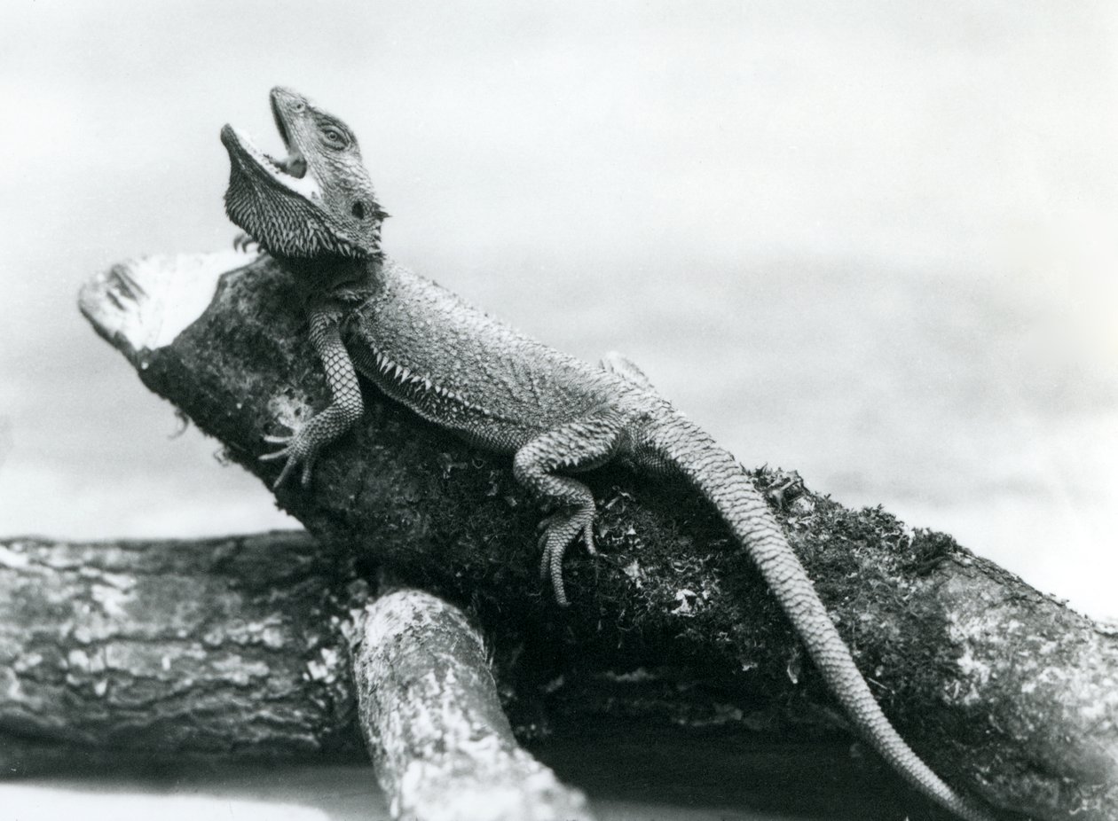 Ziejący brodaty smok trzymający się kłody, londyńskie zoo, sierpień 1928 (zdjęcie czarno-białe) autorstwa Frederick William Bond